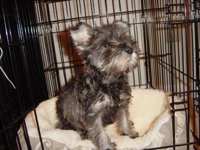 Biscuit_1