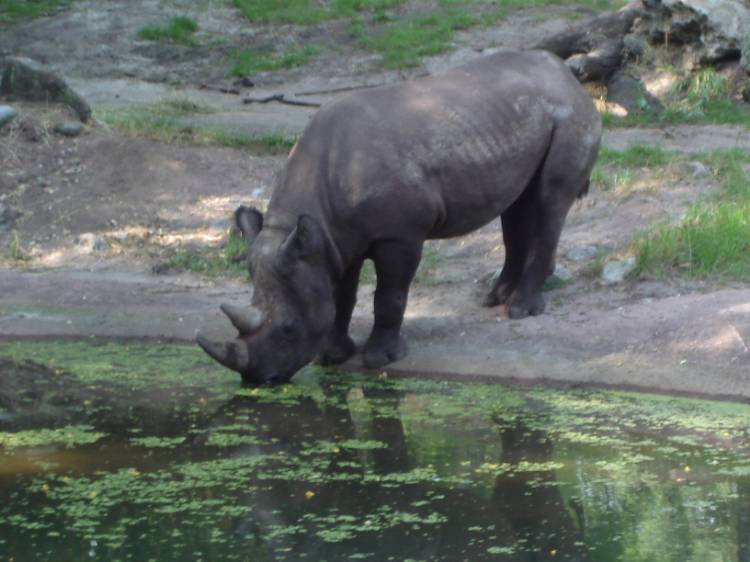 Black Rhinoceros
