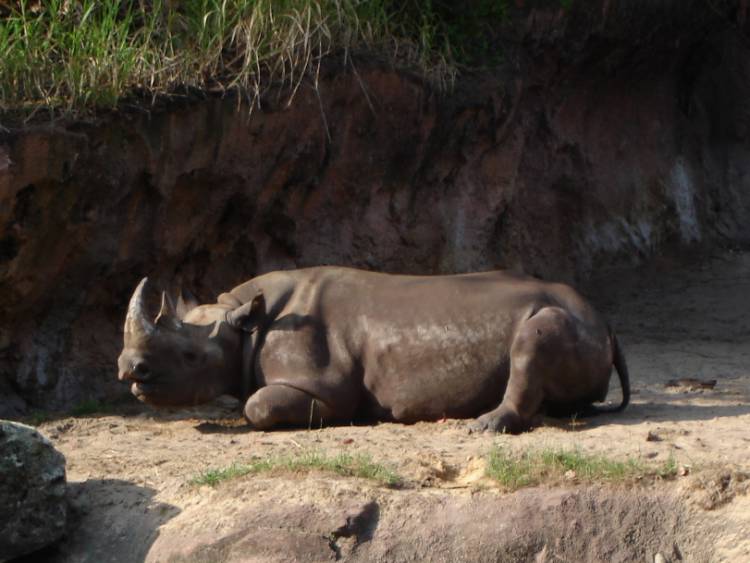 Black Rhinoceros