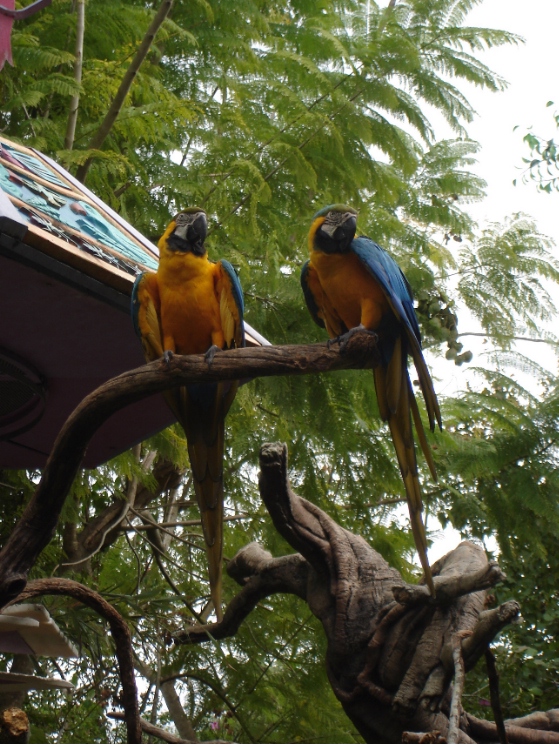 Blue and Gold Macaws