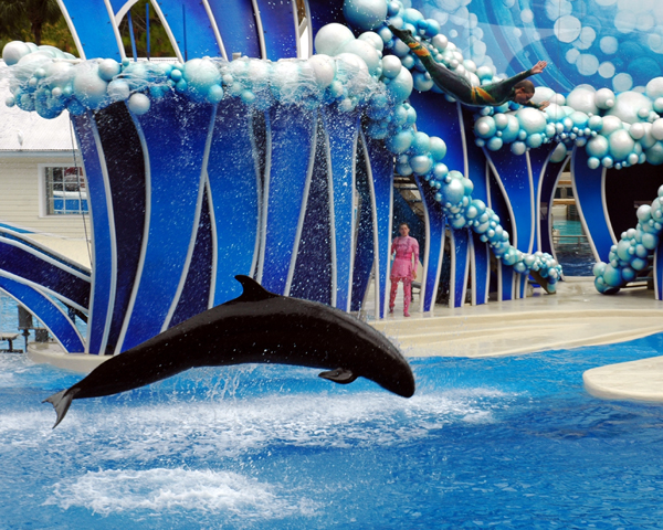 Blue Horizon Show  - Trainer & Whale Flying