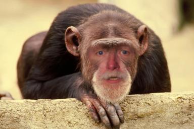 Bob Richmond as chimp