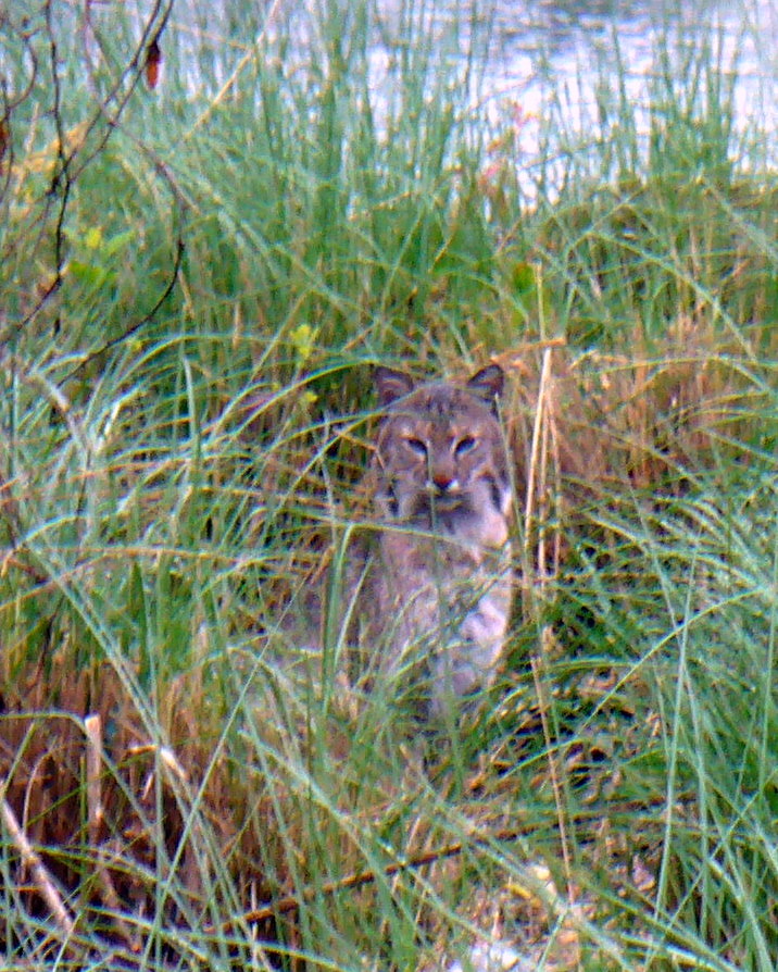 Bobcat