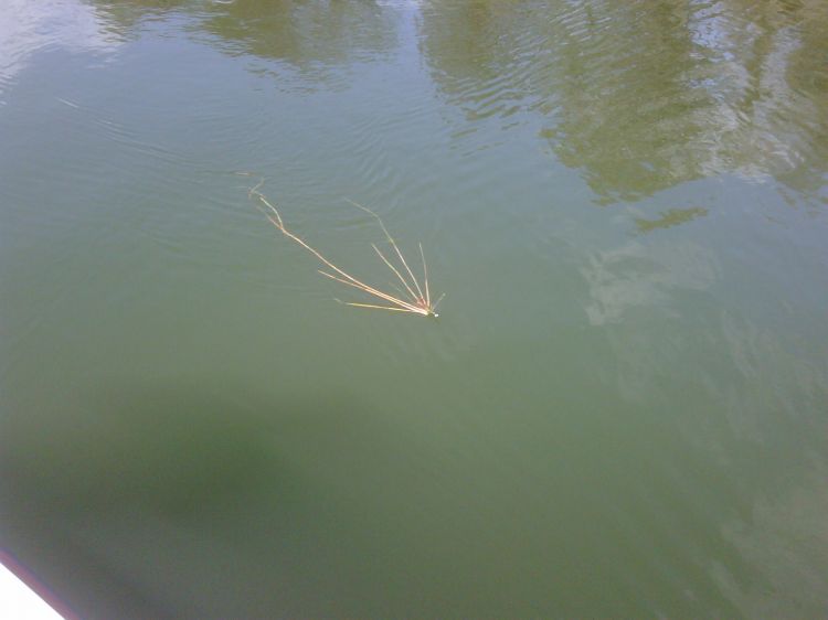 Bob's catch