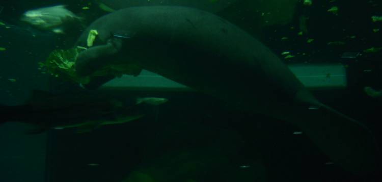 Bock the Manatee
