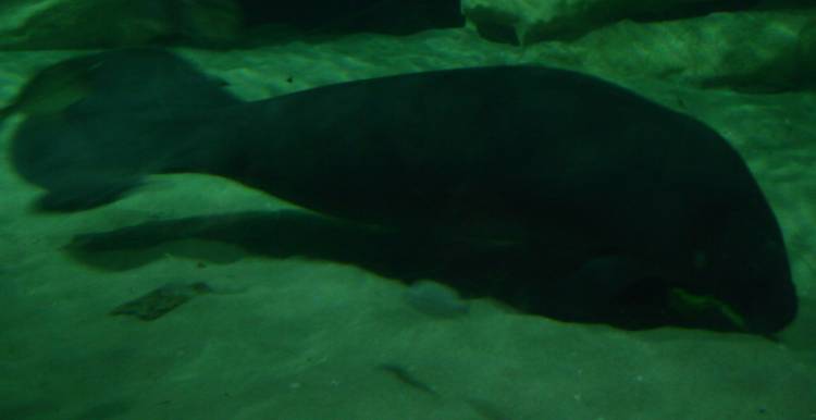 Bock the Manatee