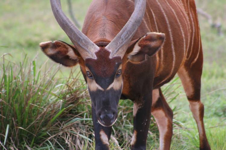 Bongo Browsing at the AKL