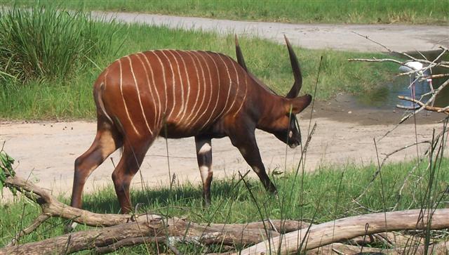 Bongo