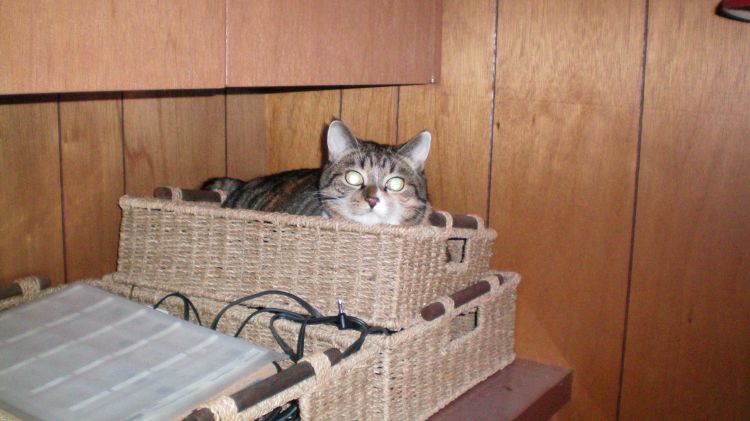 Bootsie hiding from the Hallowe'en commotion
