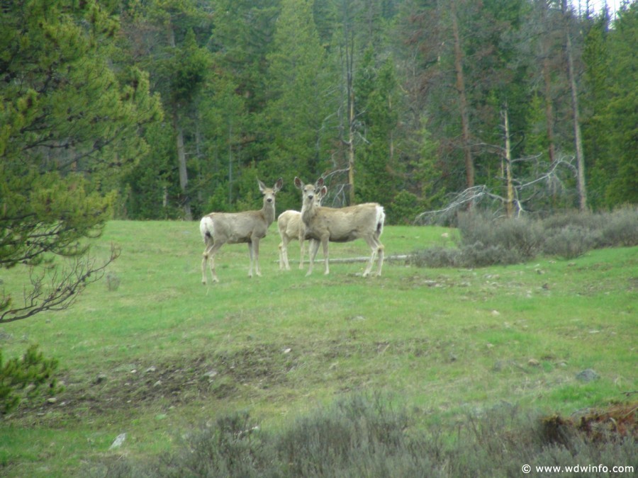 Brooks-Lake-Lodge-018