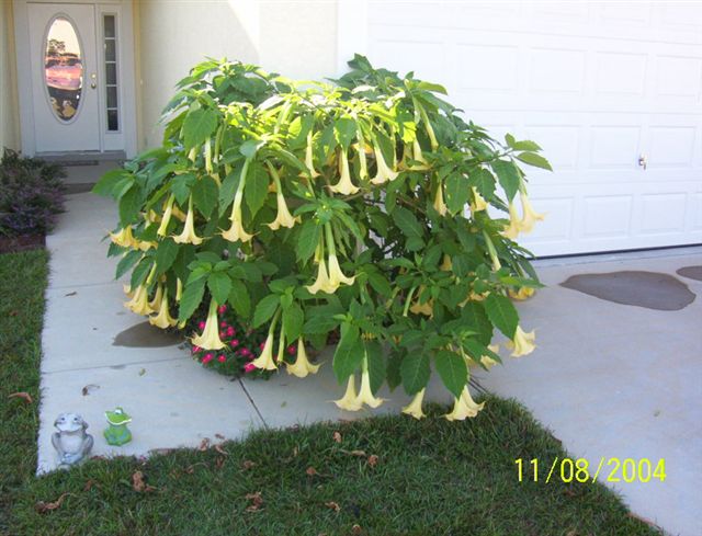 Brugmansia