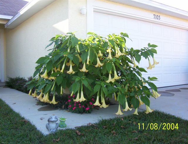 Brugmansia