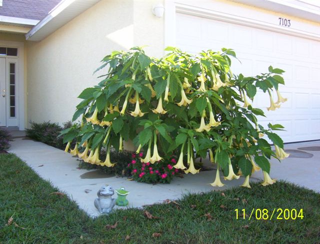 Brugmansia
