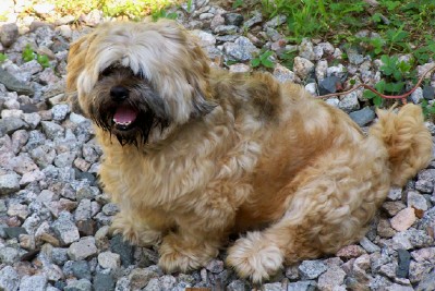 Bruno