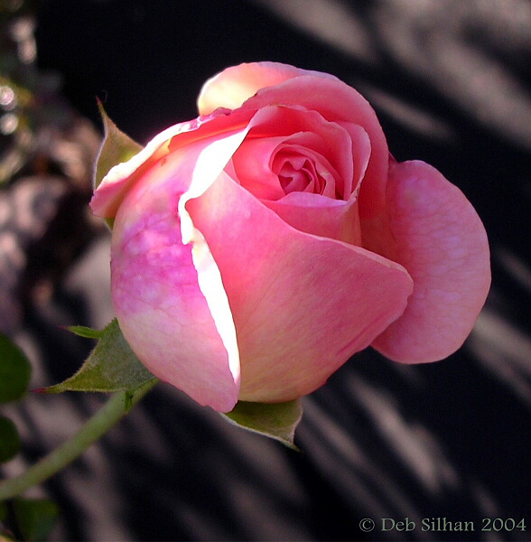 Bud_