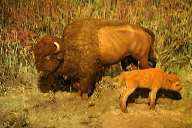 Buffalo