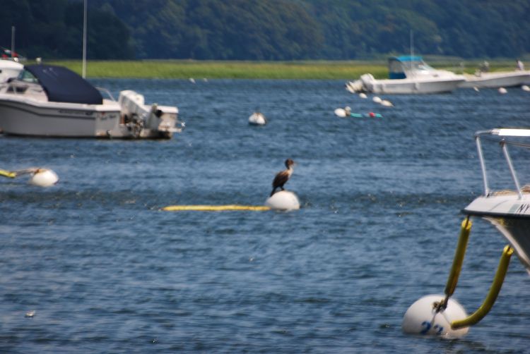 buoy_with_bird_3