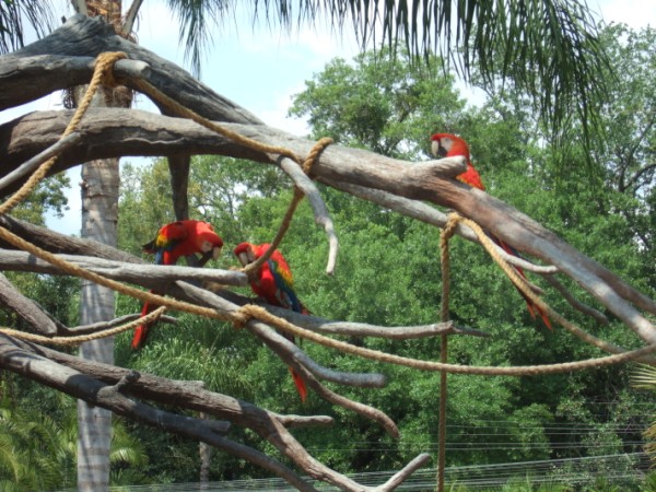 Busch Gardens
