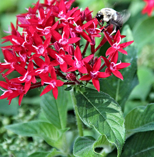 busy_bee