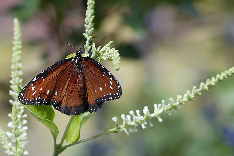 Butterfly 1