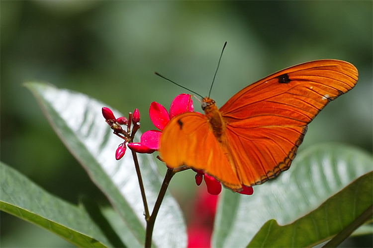 Butterfly 3