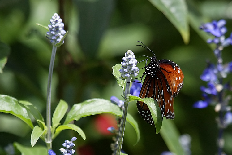 Butterfly 4