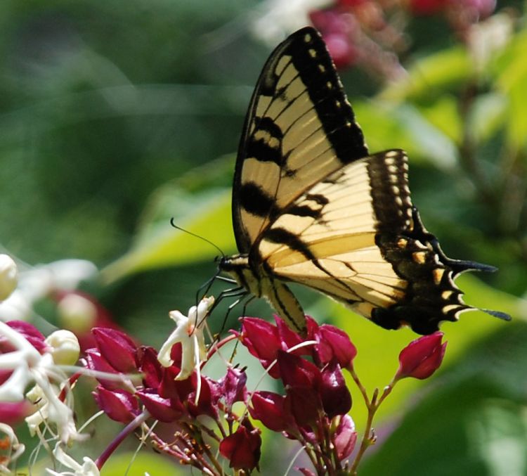 butterfly_4