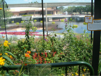 Butterfly_Garden
