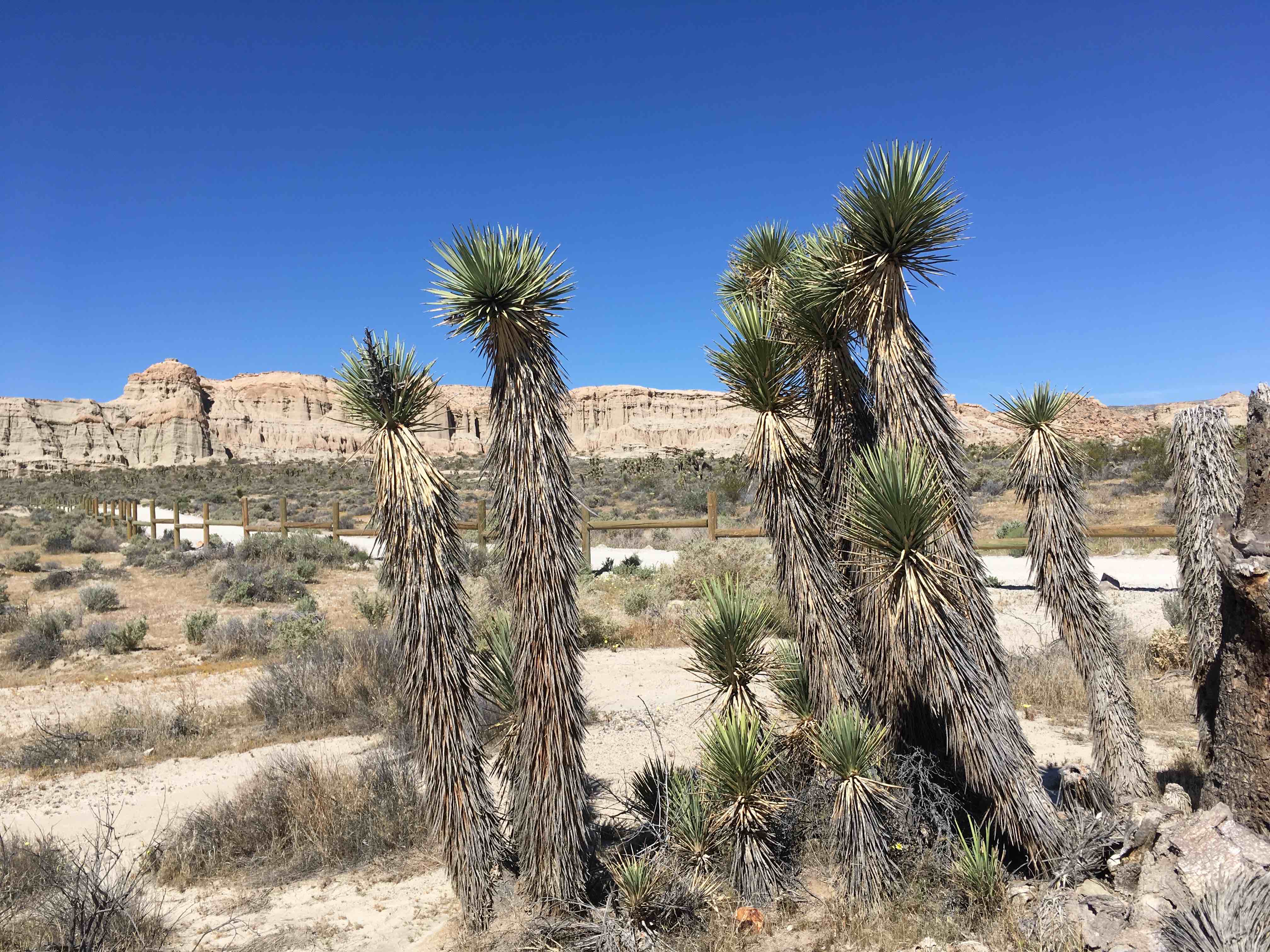 Cacti1