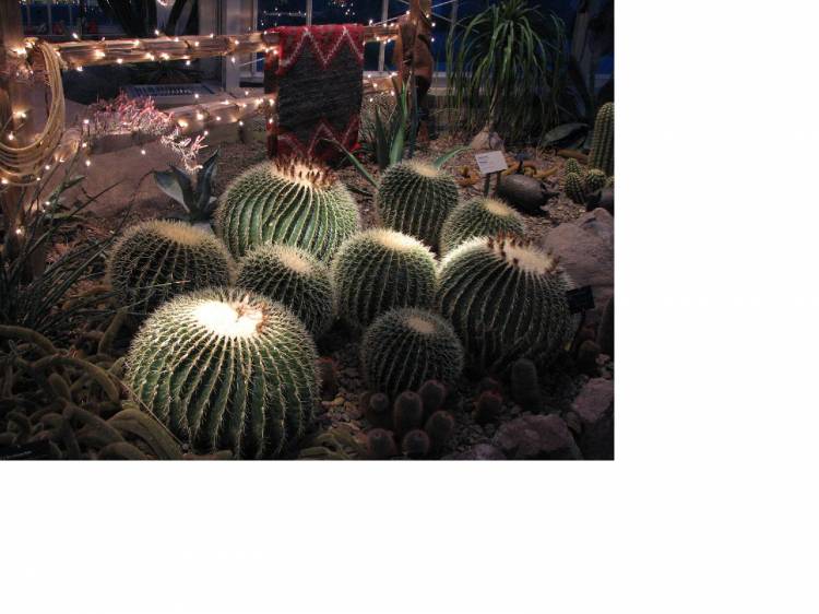 Cactus_larger