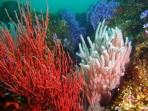 california_coral