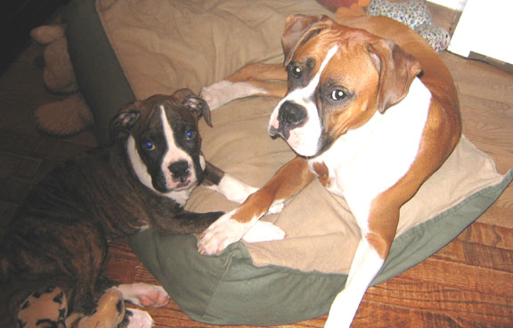 Canine Kids
