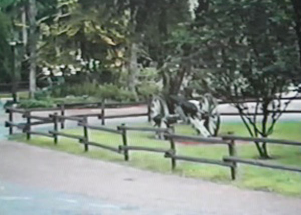 cannon1