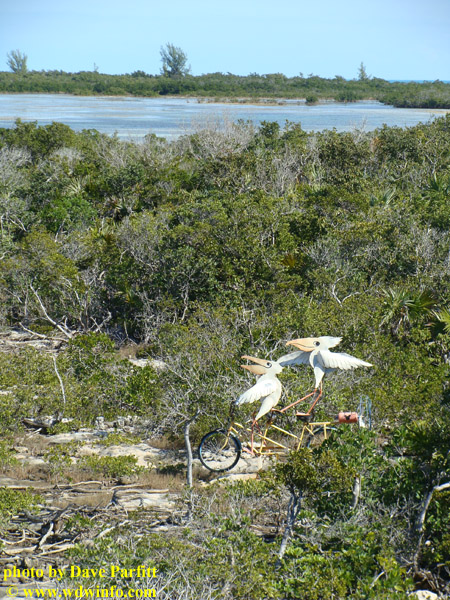 Castaway Cay Bike 8