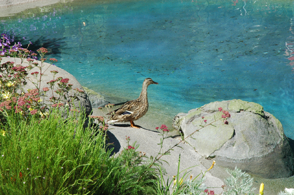 Castle Duck