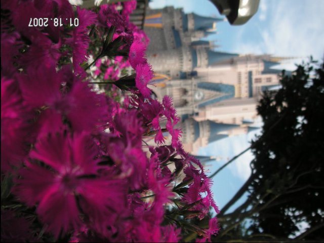 Castle Flowers