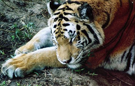 Cat nap - AK