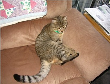 Cat