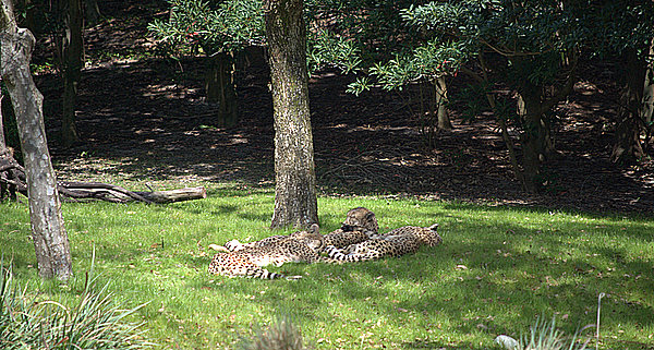 Cheetahs