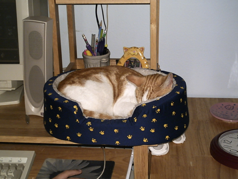CheezDoodle_napping_small_1-05