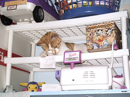 CheezDoodle_on_Toy_Shelf_tiny1-19-05