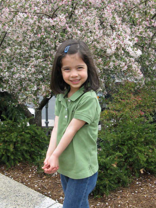 Cherry Blossom Tree