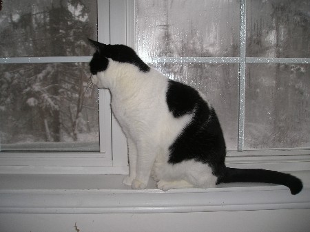 Chico_034
