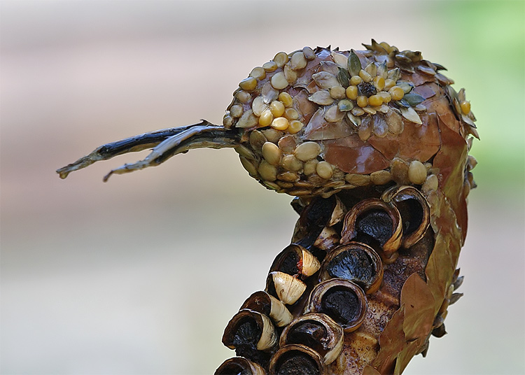 Chinese new year - snake