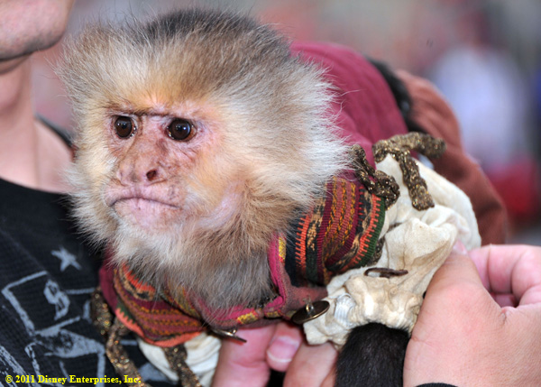 Chiquita the monkey