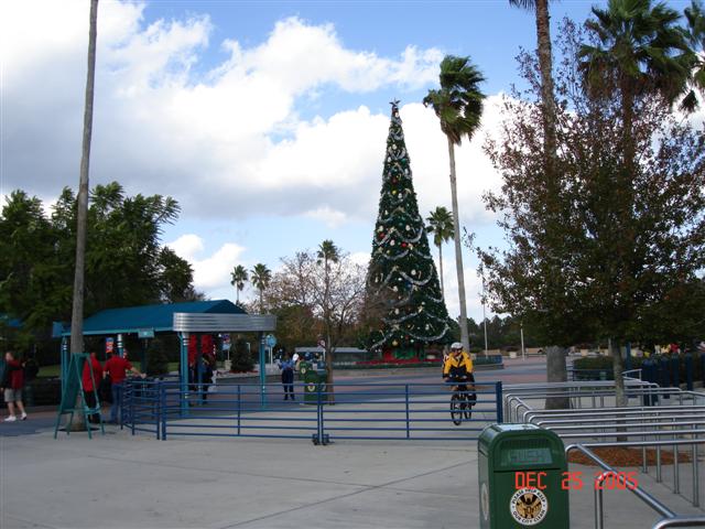 Christmas tree i