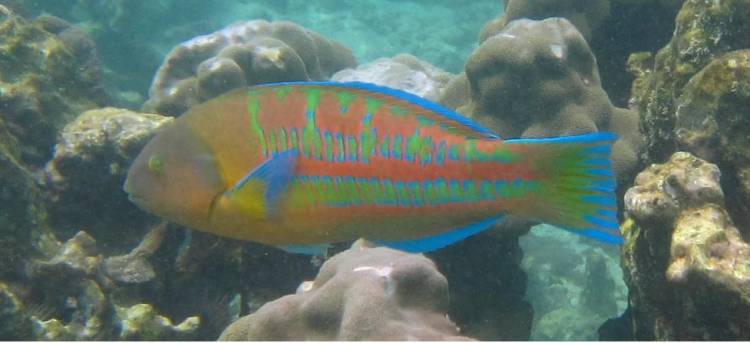 Christmas Wrasse
