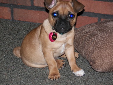 chubs