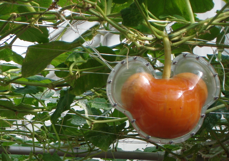 Cinderella Pumpkin in progress