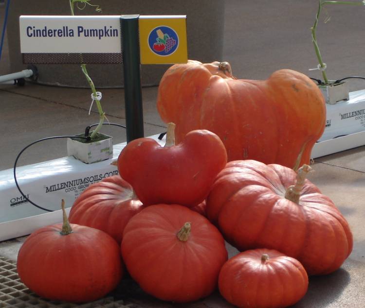Cinderella Pumpkins